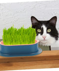 Hydroponic Cat Grass Planter Set Dual Pack For Easy Maintenance Catnip Plant Box Practical Cat Supplies For Indoor Cats Self Watering Mess Free Design Perfect Home Garden Kit, cat beside blue planter