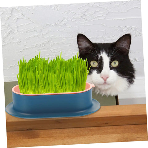 Hydroponic Cat Grass Planter Set Dual Pack For Easy Maintenance Catnip Plant Box Practical Cat Supplies For Indoor Cats Self Watering Mess Free Design Perfect Home Garden Kit, cat beside blue planter