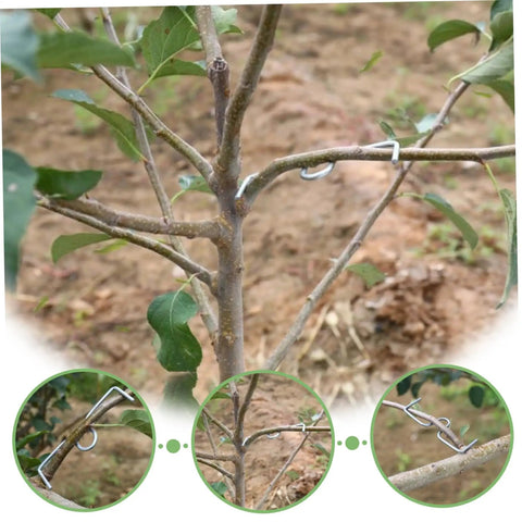Tree Branch Spreader Tool For Fruit Trees 3.9 Inch M Shape Bend Shaping Reusable Portable Farm Tool Easy To Use Branch Puller in use