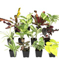 Live Indoor Houseplants Set Of Twelve In Two Inch Pots With Potting Soil Mix Includes Pothos Peperomia Spider Plant Croton Ficus Syngonium Begonia And More Ideal Gift For Home Decor And Small Space Gardens