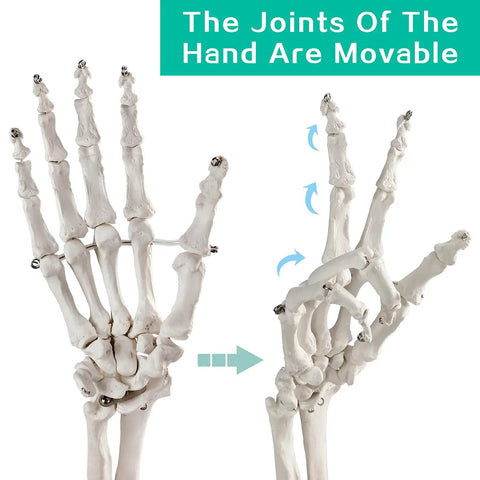 Life Size Upper Limb Skeleton Model With Movable Shoulder and Hand Joints, Clavicle and Scapula Included, depicting hand movement