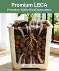 Potted plant with visible roots in LECA clay pebbles showing healthy root growth. Six Pound Bag Of LECA Clay Pebbles 4 To 16 mm For Hydroponics Aquaponics Indoor Plant And Aquarium Growth Setup Media Ideal For Orchids Succulents Bonsai And Potted Plants Premium Expanded Clay Balls.