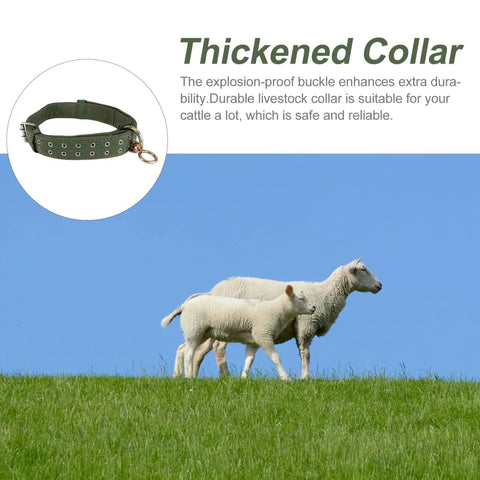 Adjustable Green Canvas Livestock Collar 3 Pack With Secure Locking Buckles For Cattle Calves Horses Sheep Padded on sheep in a pasture.