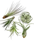 Odin Gift Box Air Plants Set Of 5 With Tillandsia Juncea Fasciculata Tricolor Xerographica Caput Medusae Brachycaulus Multiflora For Home Decor And Gift Live Arrival Guaranteed Eco Packaging, five air plants on white