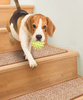Dog playing on stairs with Set Of 15 Skid Resistant Carpet Stair Treads Praline Brown 8 Inch By 30 Inch Non Slip Step Covers