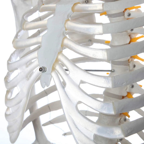 Close-up of ribcage on Flexible Life Size 5 Foot 6 Inch Human Skeleton With 206 Bones And A Poseable Spine And Joints