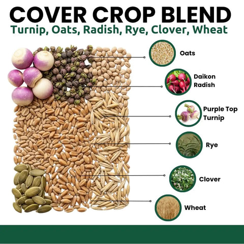 Buffalo Blend Deer Plot Seed With Turnip Radish Clover Wheat Rye And Oats for High Protein Deer Forage 5 Pound Bag seeds layout.