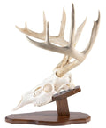 Totally Solid Walnut Euro Style Display Kit For Skull Mounts Reversible Wall Or Table Mount Fits Bear Whitetail Deer Mule Deer And Sheep Includes Full Instructions And Hardware Made In Wisconsin displayed with deer skull.