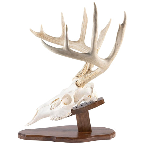 Totally Solid Walnut Euro Style Display Kit For Skull Mounts Reversible Wall Or Table Mount Fits Bear Whitetail Deer Mule Deer And Sheep Includes Full Instructions And Hardware Made In Wisconsin displayed with deer skull.