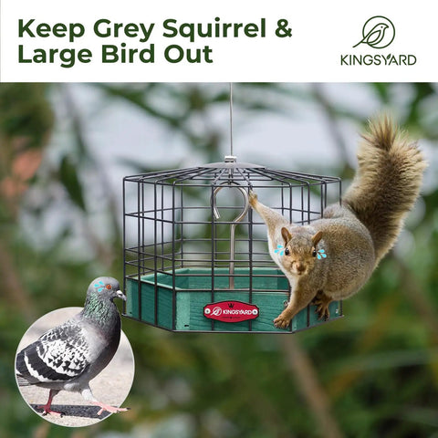 Ultra Sturdy Squirrel Proof Platform Bird Feeder for Outdoor Hanging 10 Inch Wide Metal Cage With Seed Tray Green Recycled Plastic Feeding Platform Attracts Finches And Small Wild Birds While Blocking Squirrels