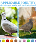 100 Pcs 8mm Birds Leg Rings Set With 10 Colors And Readable Numbers on dove and pigeon