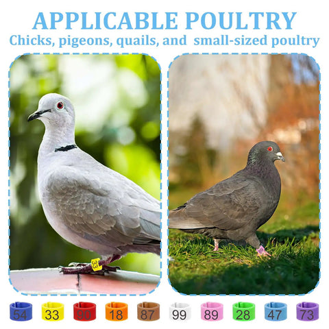 100 Pcs 8mm Birds Leg Rings Set With 10 Colors And Readable Numbers on dove and pigeon