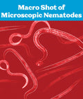 Macro view of nematodes from Hb Sc Sf Beneficial Nematodes Kit For Garden Pest Control, 5 Million Nematodes, Kills Over 200 Insects