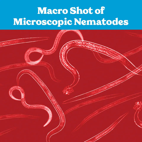 Macro view of nematodes from Hb Sc Sf Beneficial Nematodes Kit For Garden Pest Control, 5 Million Nematodes, Kills Over 200 Insects