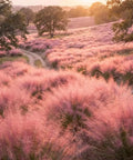 Ornamental Grass Live Plant Pink Muhly 4-6 Inch Tall Soil Plug Ready For Planting, Fast Growing Perennial For Garden Beds, Reaches 2 To 3 Feet Tall And Wide, Easy Care Landscaping, pink muhly grass field at sunset