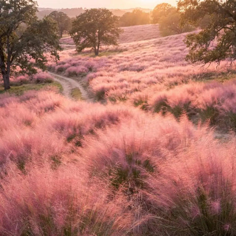 Ornamental Grass Live Plant Pink Muhly 4-6 Inch Tall Soil Plug Ready For Planting, Fast Growing Perennial For Garden Beds, Reaches 2 To 3 Feet Tall And Wide, Easy Care Landscaping, pink muhly grass field at sunset