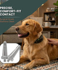 Golden retriever wearing a collar with 1 Inch Replacement Prongs Set Of 2 Stainless Steel Probes For Remote Training Collars