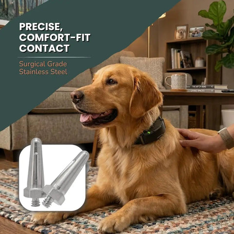 Golden retriever wearing a collar with 1 Inch Replacement Prongs Set Of 2 Stainless Steel Probes For Remote Training Collars