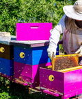 Beekeeper inspecting hive next to colorful boxes using Beekeeping Entrance Gate Set for Nuc Boxes, 12 Pack Plastic Beehive Gates installed.