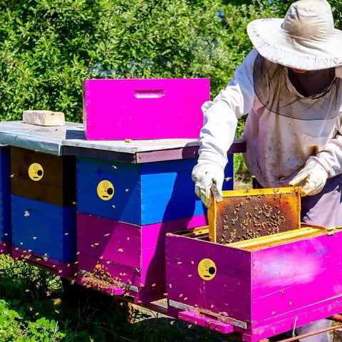 Beekeeper inspecting hive next to colorful boxes using Beekeeping Entrance Gate Set for Nuc Boxes, 12 Pack Plastic Beehive Gates installed.