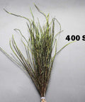 Natural Peacock Herl 400 Strands for Fly Tying Nymphs and Wet Streamers Rib and Body Material Length 4 to 8 Inches