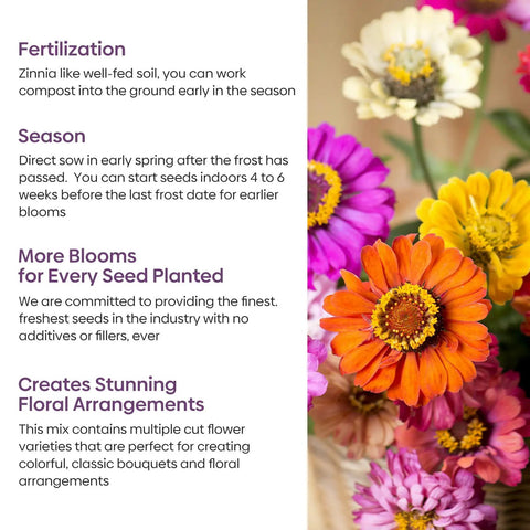 Zinnia Seeds Mix Open Pollinated 1 Oz Bulk Pack With Five Varieties Pink Yellow Orange White Purple Great For Colorful Garden Beds Big Bright Blooms And Easy To Grow