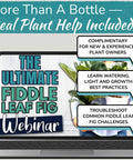 Laptop displaying 'The Ultimate Fiddle Leaf Fig Webinar,' focus on fig care tips and guidance for plant owners.