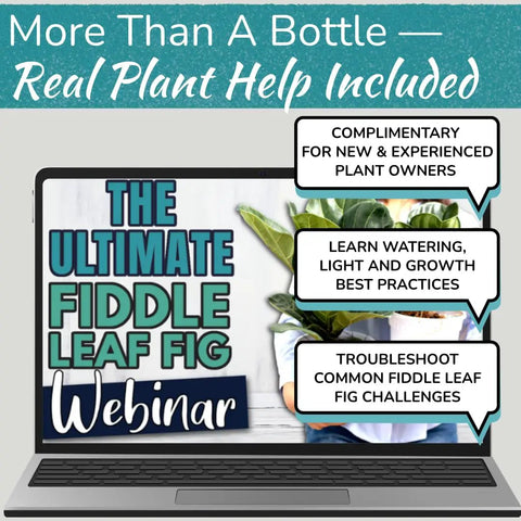 Laptop displaying 'The Ultimate Fiddle Leaf Fig Webinar,' focus on fig care tips and guidance for plant owners.