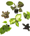Six Pack Live Indoor Houseplants In Two Inch Pots With A Rotating Variety Of Pothos, Peperomia, Spider Plant, Croton, Ficus, Syngonium, Begonia And More, Compact Easy Grow Home Decor Gift Set For Pets