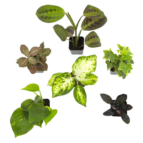 Six Pack Live Indoor Houseplants In Two Inch Pots With A Rotating Variety Of Pothos, Peperomia, Spider Plant, Croton, Ficus, Syngonium, Begonia And More, Compact Easy Grow Home Decor Gift Set For Pets