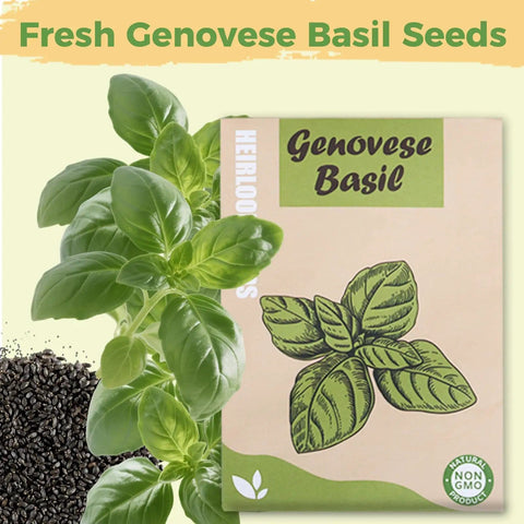 Box of Genovese Basil Seed Pods Kit for hydroponics with fresh basil leaves and seeds visible.