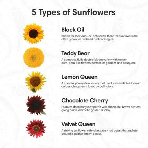 Image showing five types of sunflowers with descriptions, included in the All-In-One Sunflower Garden Kit For Beginners Grow Five Colorful Varieties Like Teddy Bear Lemon Queen Red Velvet Queen Chocolate Cherry And Black Oil Sunflowers Awesome Gift Seed Variety Pack Easy Start.
