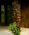 Thick 0.35 Inch Cedar Garden Trellis 13x68 Inch For Climbing Plants Ivy Vine Rose Clematis Outdoor Fence Wall Patio Decor Backyard Ready Weatherproof Easy Setup And Sturdy Fence Accent installed with plants