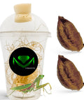 2-Pack Mantis Egg Case Hatch Kit For Indoor Or Outdoor Use Real Live Insects Easy 2-12 Week Hatch Fun Hands-On Science Activity For Kids And Garden Buffs Natural Garden Pest Control, transparent habitat with two egg cases