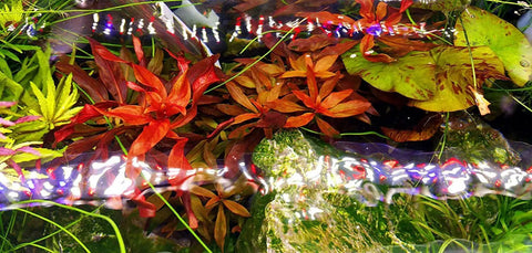 Aquarium plants under FugeRay Planted Aquarium LED Light With Moonlights 24 Inch Slim High Output Fixture