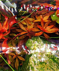 Aquarium plants under FugeRay Planted Aquarium LED Light Plus Moonlights 36 Inch Ultra Slim High Output Fixture with 132 LEDs.