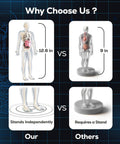 Comparison of 12.6-inch and 9-inch skeleton models, highlighting stand-alone stability for Glow In The Dark Skeleton Model Kit For Hands On Interactive Anatomy Practice 40 Piece Science Toy For Kids Ages 8 Plus STEM Educational Kit For Boys And Girls Halloween Physiology Gift.