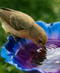 Bird drinking from colorful butterfly bee bath bowl on Handmade Metal Flower Garden Stake With Bird Bath And Bee Watering Station Totally Pollinator Friendly Yard Decor With Colorful Butterfly Bee Bath Bowl For Outdoor Gardens And Patios