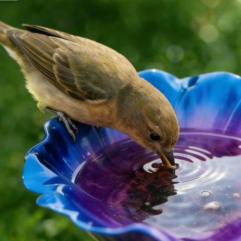 Bird drinking from colorful butterfly bee bath bowl on Handmade Metal Flower Garden Stake With Bird Bath And Bee Watering Station Totally Pollinator Friendly Yard Decor With Colorful Butterfly Bee Bath Bowl For Outdoor Gardens And Patios