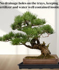 Bonsai tree on Six Pack Seedling Trays Without Drain Holes For Easy Watering In Indoor Greenhouse Germination Plastic Nursery Potting Trays