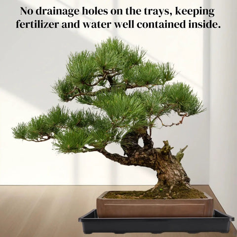 Bonsai tree on Six Pack Seedling Trays Without Drain Holes For Easy Watering In Indoor Greenhouse Germination Plastic Nursery Potting Trays