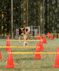 Dog practicing on Dog Agility Hurdle Training Set With Adjustable Cones And Jumps, Backyard Obstacle Course Kit, Durable Orange Frames