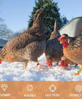 Chickens wearing 8mm Plastic Pigeon Leg Bands with Numbered IDs 001-100 Red Durable Bird Rings in snow-covered yard