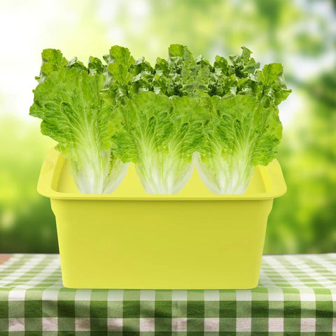 Indoor Hydroponics Grow Kit Self Watering System For Easy Home Garden DIY Plant Box with lettuce on table