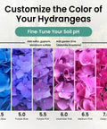 Hydrangea color changes by soil pH using Soil PH Test Strips Kit 3 To 9 Range With 100 Quick And Easy Peasy Tests.