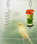 Seven Piece Bird Feeder And Water Dispenser Set For Parrot Cages No Mess Automatic Feeding Station With Slick Stainless Steel Fruit Forks Zero Sweat Hanging Toy Clean Setup Hassle Free Fresh Feed Routine featuring spiral metal skewer and fresh vegetables.
