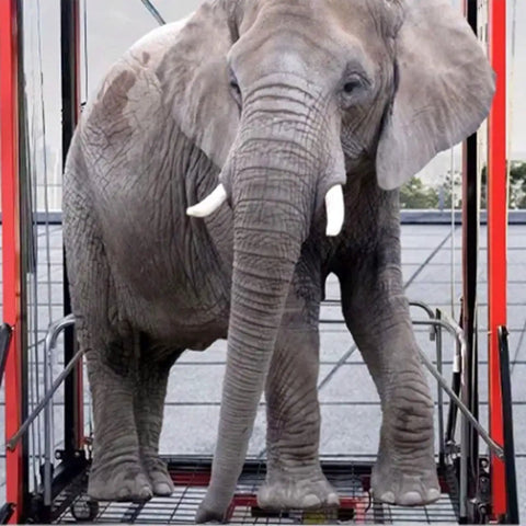 Heavy Duty Electric Lift Cart With Wireless Remote Foldable Work Platform Sturdy Steel Rig For Effortless Elevation And Garage Projects Or Badass Shop Floor Hauling with an elephant inside the platform.