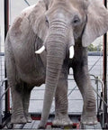 Elephant standing on a Heavy Duty Electric Lift Platform With Remote Control Foldable Work Scaffold Table.