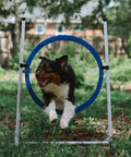 Backyard Dog Agility Jump Set 4 Pack With Two Adjustable Bar Jumps And Two Breakaway Tire Jumps, dog leaping through blue tire jump