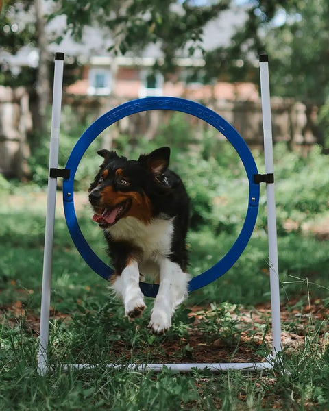 Backyard Dog Agility Jump Set 4 Pack With Two Adjustable Bar Jumps And Two Breakaway Tire Jumps, dog leaping through blue tire jump